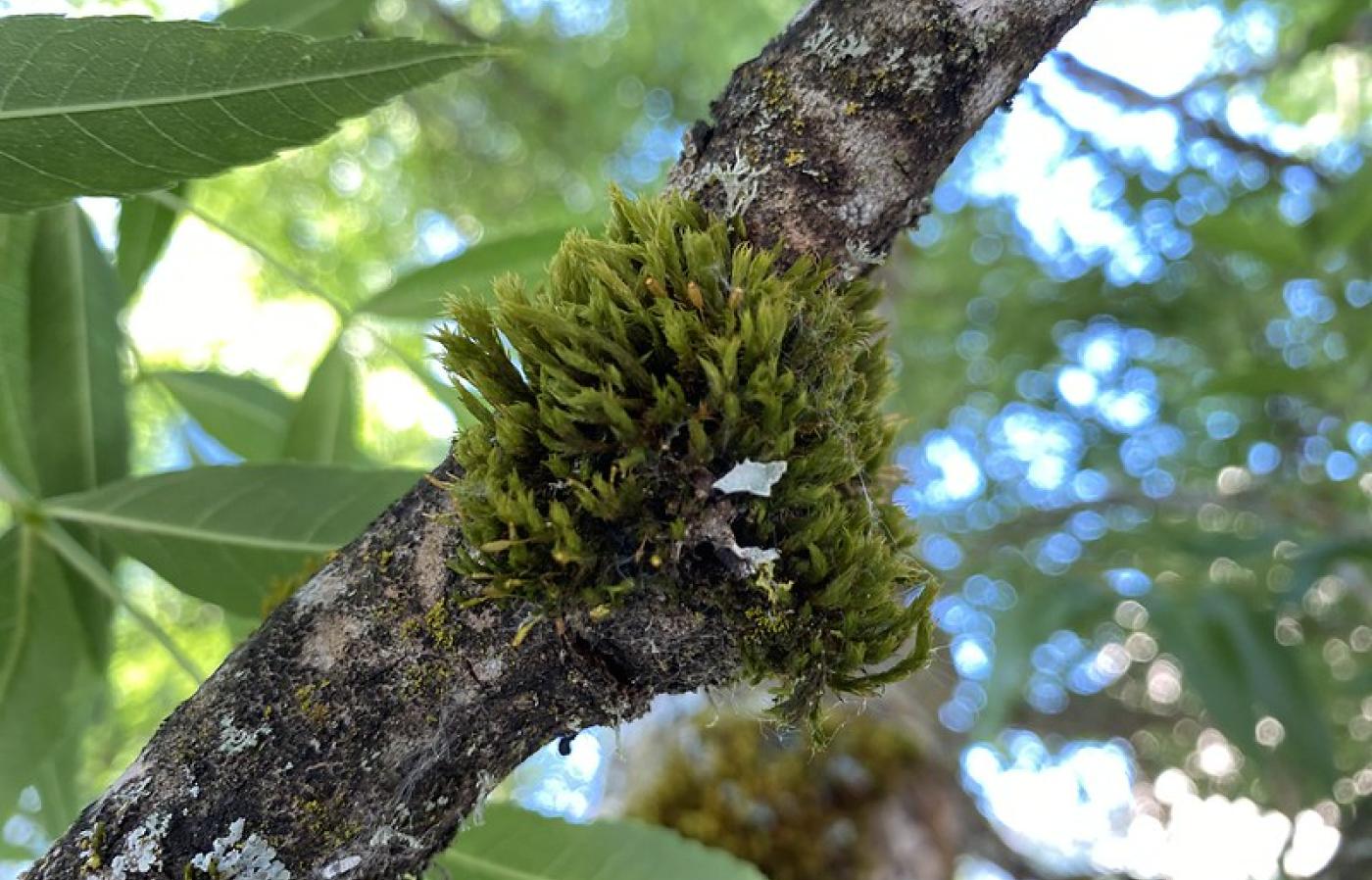 moss growing on a tree limb