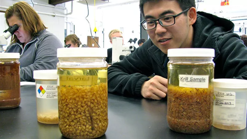 student in a lab looking at samples of krill in jars