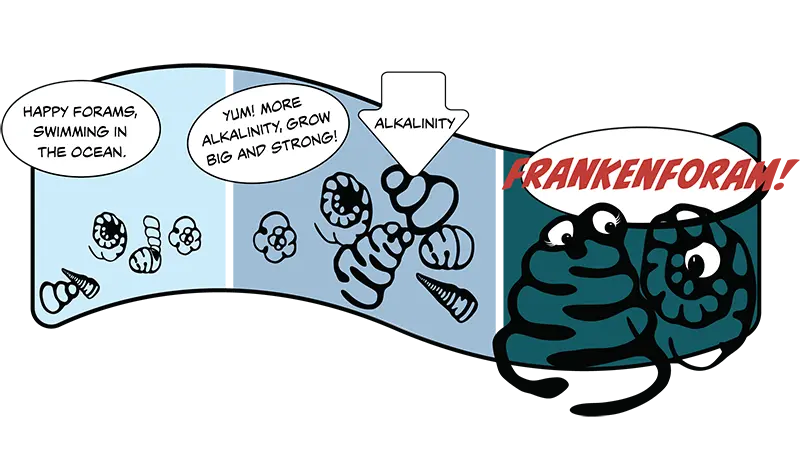 cartoon strip of forams