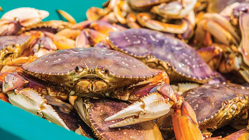 a bunch of crabs
