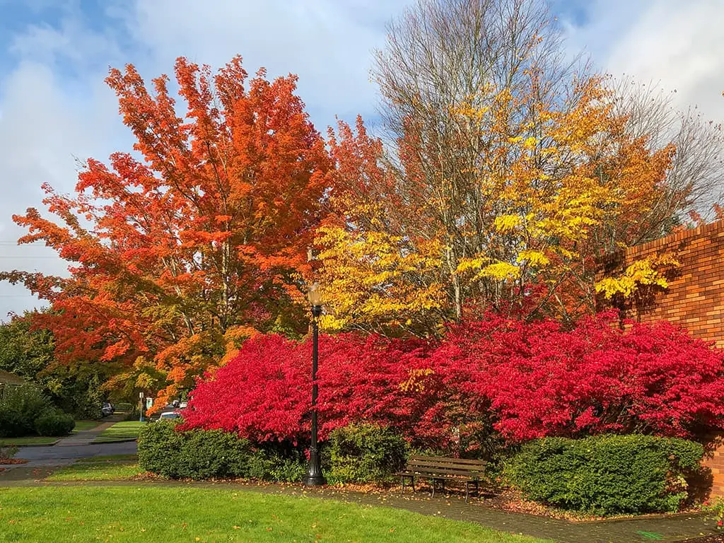 colorful trees in the courtyard