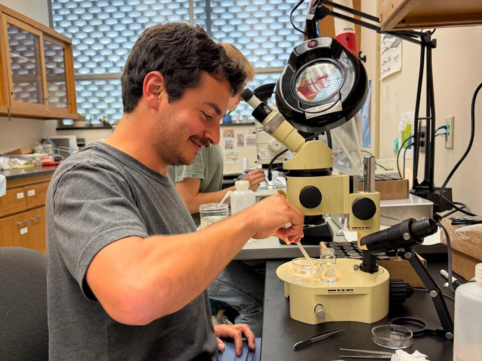 Man picks zooplankton at microscope