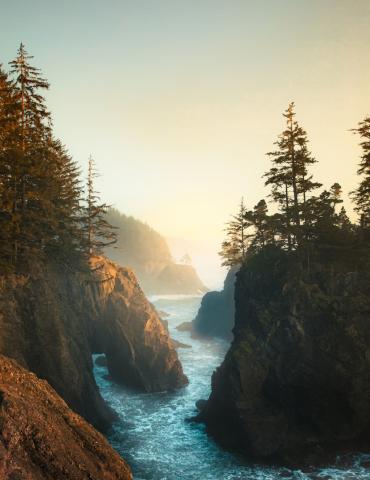 rocky coast with trees