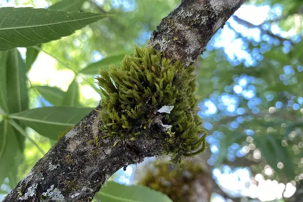 moss growing on a tree limb